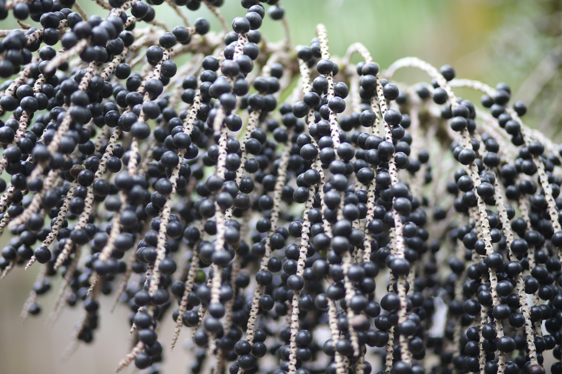 Açaí de Colheita Especial