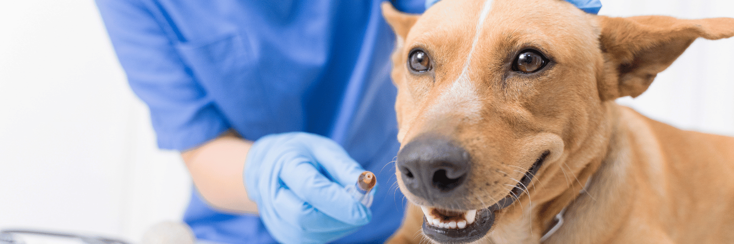 Como a revolução digital está transformando a medicina veterinária