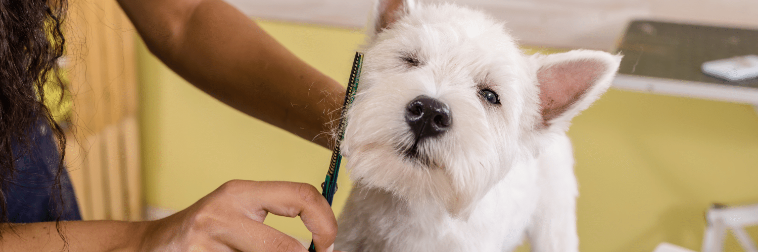 Franquia de pet shops Bable Pet quer dobrar faturamento em 2023 e chegar a R$ 4 milhões