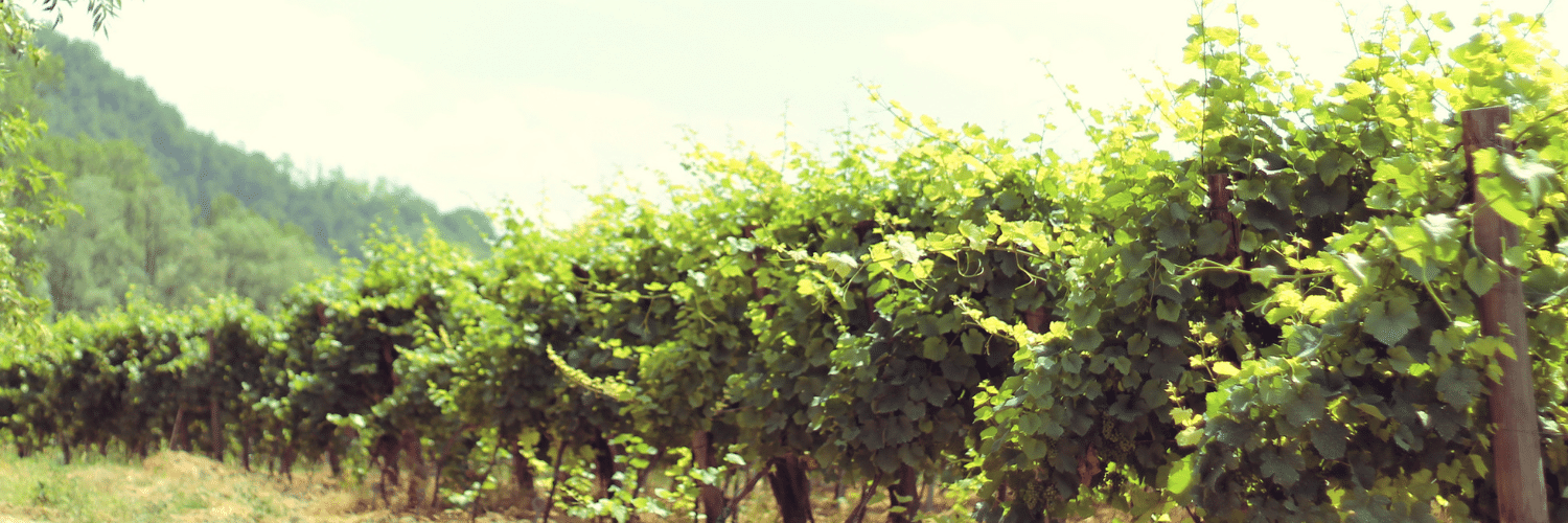 Rio Grande do Norte entra no mercado de produção de vinhos com uvas Malbec e Syrah