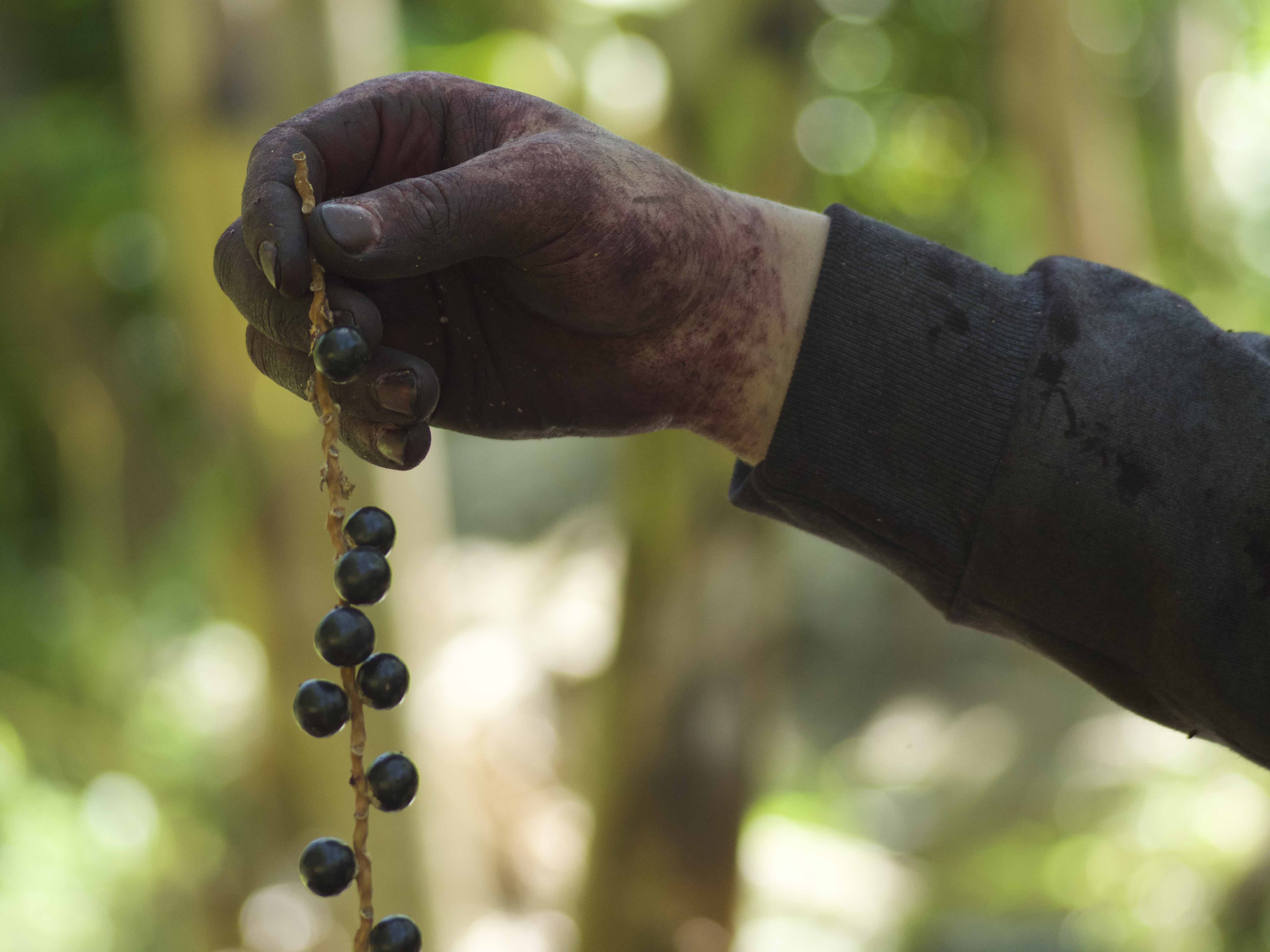 Sustentabilidade: O Que Está Além do Açaí de Colheita Especial