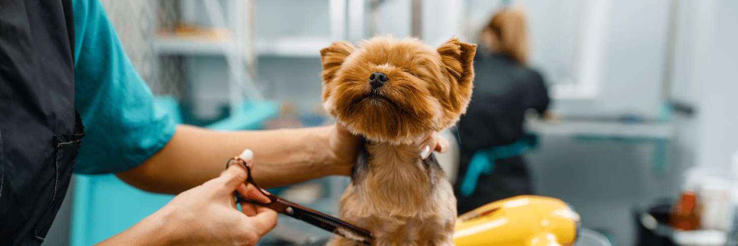 Perto Pet aposta em proximidade para atingir 500 unidades em 3 anos
