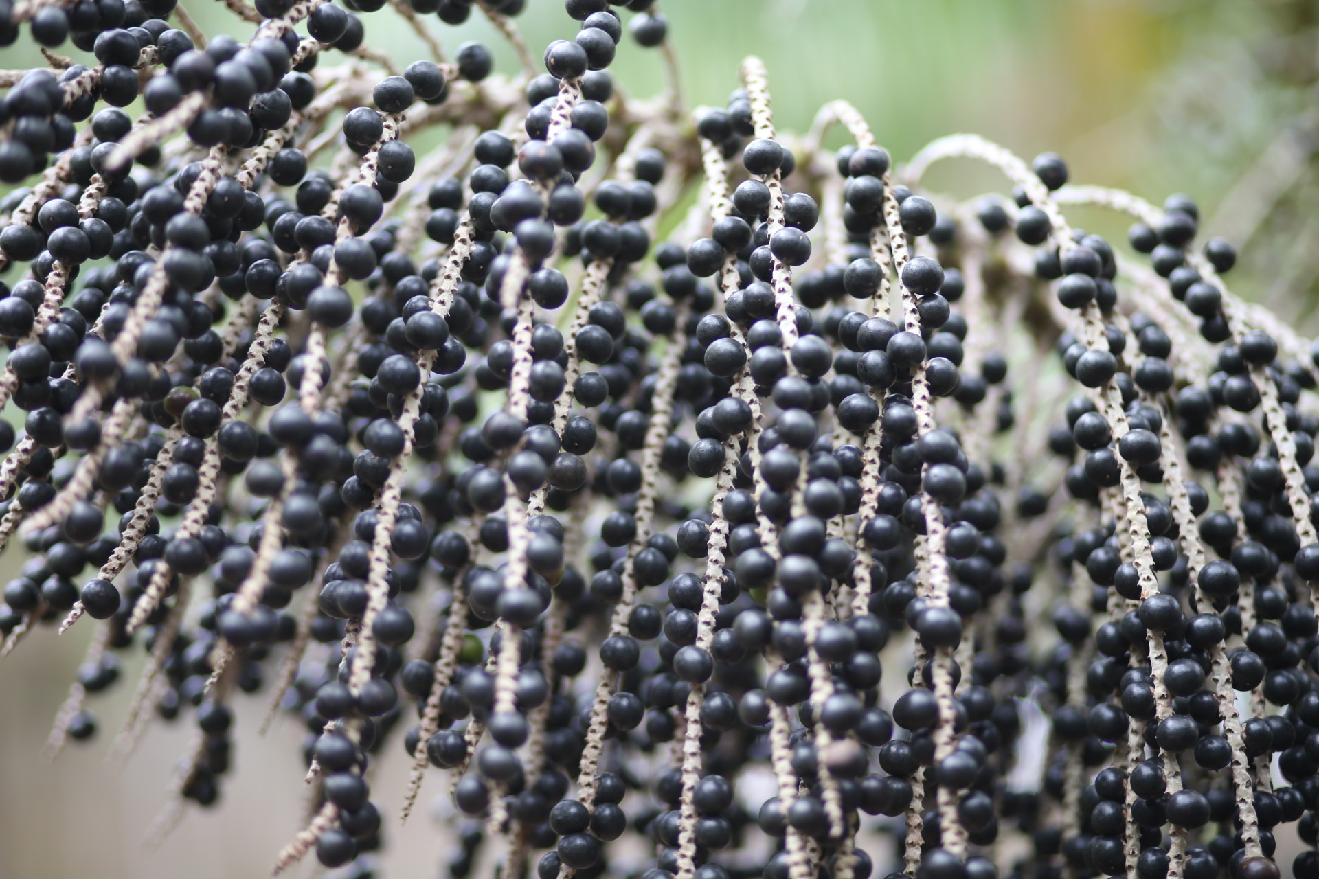 Açaí de Colheita Especial