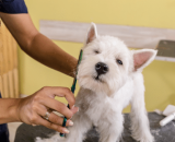 Franquia de pet shops Bable Pet quer dobrar faturamento em 2023 e chegar a R$ 4 milhões