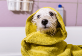 Petland reporta alta de 292% na receita e atribui resultado a plano de assinatura de banho e tosa