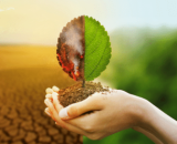 COP 28: Sebrae firma compromisso pela mudança climática