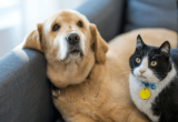 Coop aposta na venda de plano de assistência pet
