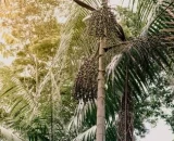 Técnicas de sustentabilidade no manejo do açaí diminuem impacto ambiental e equilibram biodiversidade brasileira