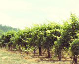 Rio Grande do Norte entra no mercado de produção de vinhos com uvas Malbec e Syrah